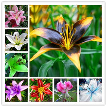 Load image into Gallery viewer, 100pcs bonsai lily flower seeds (not lily bulbs) lilium flower Faint scent bonsai potted plants for home garden plants
