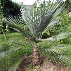 5pcs bonsai Green Palm Seeds Tree Garden Evergreen Trachycarpus Cycad Tree Bonsai Plants For Home Garden plants