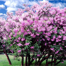 Load image into Gallery viewer, 100pcs Lilac Lagerstroemia bonsai beautiful gaint flower tree bonsai tree perennial flowers plants for home garden flower plants
