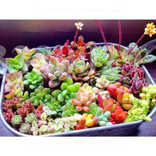 Load image into Gallery viewer, Mix Lithops flores Living Stones Succulent Cactus Organic Mini Garden flower bonsai plants for indoor succulent plants
