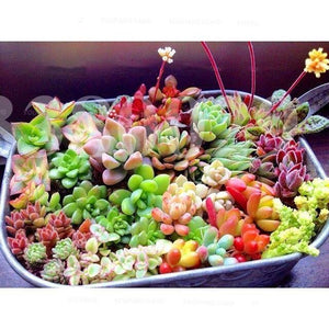 Pearl bonsai succulent seeds plant Lithops Living Stones Succulent Cactus seeds Organic Mini Garden flower bonsai