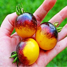 Load image into Gallery viewer, 200pcs Rare Tomato bonsai yellow &amp; black tomato plants vegetable seeds Organic non-transgenic high yield fruit and vegetables potted plant
