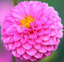 Load image into Gallery viewer, 100pcs Dahlia Seeds not Bulbs Dahlia flower bonsai temperate perennial flowering plants for home garden pot plants
