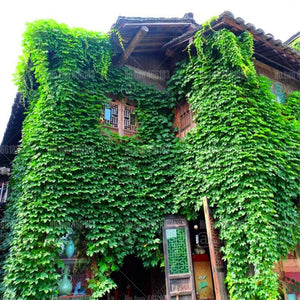 50pcs Red Parthenocissus tricuspidata bonsai gaint ivy seeds climbing plantas perennial foliage plants for home garden bonsai plants