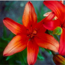 Load image into Gallery viewer, 100pcs bonsai lily flower seeds (not lily bulbs) lilium flower Faint scent bonsai potted plants for home garden plants
