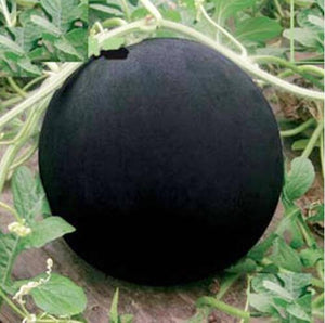 30pcs/pack Glass Ball Watermelon Seeds bonsai Fruit Outer black inner red Fruit Delicious for garden bonsai plants