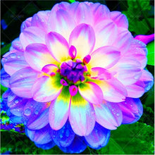 Load image into Gallery viewer, Dahlia Bonsai multiple colour dahlia flower(not bulbs) perennial flowering plants decorative home garden flower plants
