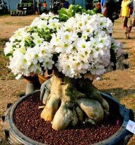 Desert Rose Seeds Bonsai Adenium obesum flower seeds bonsai plants flowering potted plant for home garden flores plantas