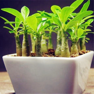 Desert Rose Seeds Bonsai Adenium obesum flower seeds bonsai plants flowering potted plant for home garden flores plantas