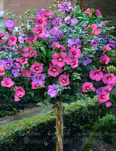 Load image into Gallery viewer, 100pcs/pack Hibiscus Seeds Bonsai Hibiscus Flower Bonsai Tree Perennial Flowering Potted Plants For Home Garden Decoration Plants
