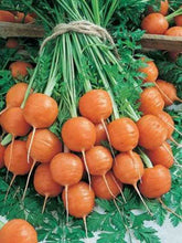 Load image into Gallery viewer, 300pcs mix carrot seeds organic fruit vegetable plants seeds Daucus carota sweet and healthy plant for home garden planting
