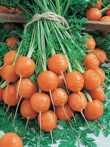 300pcs mix carrot seeds organic fruit vegetable plants seeds Daucus carota sweet and healthy plant for home garden planting