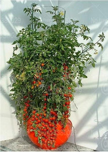 500pcs/bag Mini tomato Seeds plantas rare fruit and vegetables plant organic edible fruit potted home garden mini bonsai plants