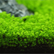 Load image into Gallery viewer, 1000Pcs/Bag bonsai Aquarium Grass Seeds Water Aquatic Plants Seeds Decorate The Aquarium seeds bonsai mini potted plants for home Fish tank
