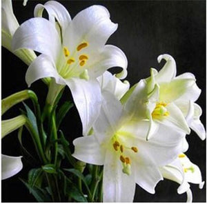 100pcs bonsai lily flower seeds (not lily bulbs) lilium flower Faint scent bonsai potted plants for home garden plants