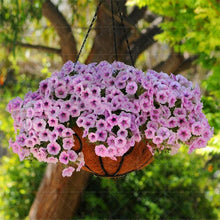 Load image into Gallery viewer, 200pcs Solid color petunia bonsai seeds spring-sowed autumn sowing petunia flower seeds bonsai balcony mirage flowers home garden
