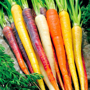 300pcs mix carrot seeds organic fruit vegetable plants seeds Daucus carota sweet and healthy plant for home garden planting