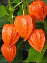 Load image into Gallery viewer, 100pcs Physalis peruviana seeds bonsai plants Cape gooseberry fruit seeds Delicious fruit and vegetable plants for home garden potted plants
