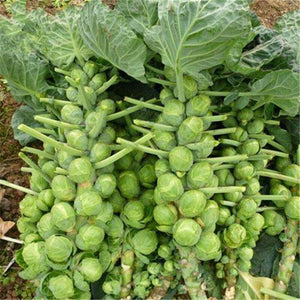 100pcs Spore cabbage Vegetable seeds Brassica oleracea vegetable mini cabbage vegetable bonsai plants for home garden plants planting