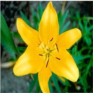 100pcs bonsai lily flower seeds (not lily bulbs) lilium flower Faint scent bonsai potted plants for home garden plants