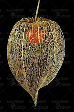 Load image into Gallery viewer, 100pcs Physalis peruviana seeds bonsai plants Cape gooseberry fruit seeds Delicious fruit and vegetable plants for home garden potted plants
