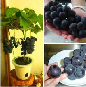 50pcs Grape Bonsai Seeds plants Miniature Plantas bonsai Organic Grpes Fruit Seeds Planting For home MIni Garden Potted plant Bonsai fruit tree