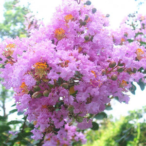 100pcs Lagerstroemia Seeds indica bonsai Lagerstroemia flower tree perennial blooming plants for home garden decoration bonsai plants