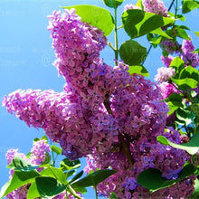 Load image into Gallery viewer, 100pcs Lilac Lagerstroemia bonsai beautiful gaint flower tree bonsai tree perennial flowers plants for home garden flower plants
