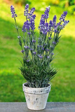 Load image into Gallery viewer, 100pcs Lavender Flower Seeds Bonsai Lavandula angustifolia Very fragrant flower plant perennial indoor garden flowering potted plants
