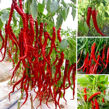 Load image into Gallery viewer, 200 pcs Giant Spicy Red Chili Hot Pepper Seeds bonsai Vegetable plant home garden courtyard balcony potted plant Vegetable Seeds
