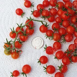 500pcs/bag Mini tomato Seeds plantas rare fruit and vegetables plant organic edible fruit potted home garden mini bonsai plants