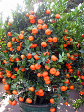 Load image into Gallery viewer, 20pcs Orange Fruit Seeds Bonsai Citrus Bonsai Mandarin Orange plants Edible Fruit Bonsai Tree Healthy Food Home Garden decoration plantas
