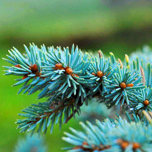 100pcs Bonsai Blue Spruce plants Picea Pungens plant Evergreen Tree for home garden potted plants