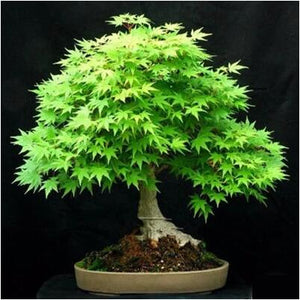 20 Pcs Maple Bonsai Plants Red Maple Tree Seeds Very Beautiful Outdoor Tree Home Garden Decoration Potted Plants