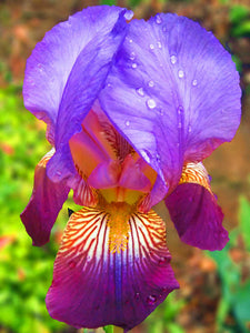 40Pcs/Bag Rare Iris Bonsai Flower Seeds plants Multiple Colors Perennial Flower potted plants for home Garden plants