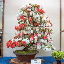 Load image into Gallery viewer, 10Pcs Rare Cherry Blossoms Seeds Bonsai Cherry Sakura Flower seeds bonsai tree indoor flowering potted plants Cerasus Flowers Plant
