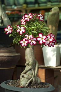 Desert Rose Seeds Bonsai Adenium obesum flower seeds bonsai plants flowering potted plant for home garden flores plantas