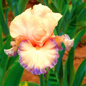 40Pcs/Bag Rare Iris Bonsai Flower Seeds plants Multiple Colors Perennial Flower potted plants for home Garden plants