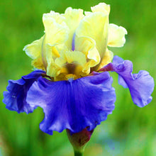 Load image into Gallery viewer, 40Pcs/Bag Rare Iris Bonsai Flower Seeds plants Multiple Colors Perennial Flower potted plants for home Garden plants
