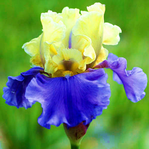 40Pcs/Bag Rare Iris Bonsai Flower Seeds plants Multiple Colors Perennial Flower potted plants for home Garden plants