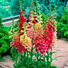 Load image into Gallery viewer, 100PCS Digitalis Purpurea Bonsai Plants Common Foxglove Flower Seeds Bonsai Mixed Flowers For home garaden planting plants
