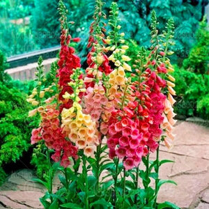 100PCS Digitalis Purpurea Bonsai Plants Common Foxglove Flower Seeds Bonsai Mixed Flowers For home garaden planting plants