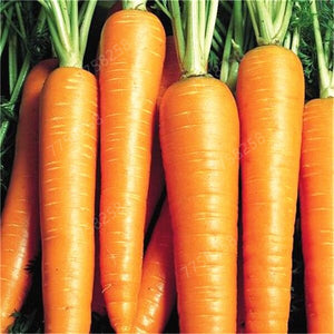 100pcs carrot vegetable plant pot indoor bonsai home garden decoration