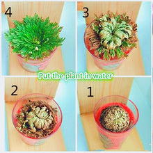 Load image into Gallery viewer, 1pcs Magic Resurrection Rose of Jericho Dinosaur Plants not Seeds Air Fern Selaginella Moss Dried flower Pot Homegarden Decoration
