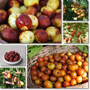 10pcs Giant Jujube Seeds bonsai Sweet Health Nutritious Fruit Seeds Tree Bonsai Plants DIY Home Garden plants