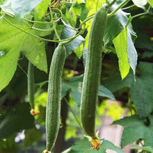 Load image into Gallery viewer, 10pcs Long Loofah Seeds Vegetable Plants Luffa cylindrica Organic non-GMO healthy vegetables plantas for home garden plants planting
