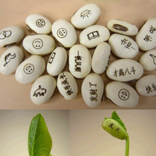 Load image into Gallery viewer, 2pcs Magic Growing Message Beans Bonsai Seeds Magic Bean English Magic Bean Potted Green Office Home Decor for Flower Pot Planter Planting
