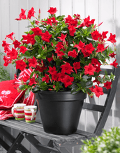 Load image into Gallery viewer, 100pcs/bag Mandevilla Dipladenia Seeds Bonsai indoor plants Ornamental Plant for home garden courtyard
