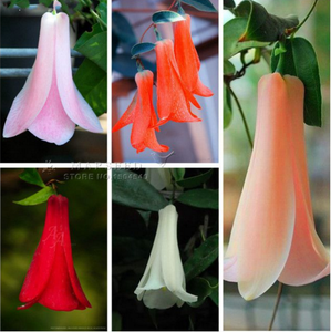 100Pcs/Bag Mandala Bonsai Plants Seeds Rare Datura Flower Seeds perennial flowers for home Garden Beautiful Potted Plant