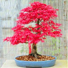 Load image into Gallery viewer, 20 Pcs Maple Bonsai Plants Red Maple Tree Seeds Very Beautiful Outdoor Tree Home Garden Decoration Potted Plants
